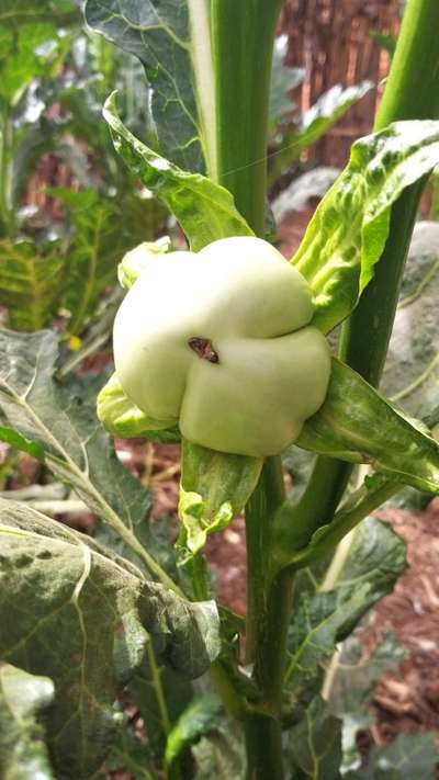 Boron Deficiency - Capsicum & Chilli