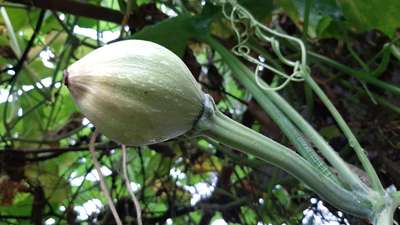 ক্যালসিয়ামের অভাবজনিত রোগ - কুমড়া