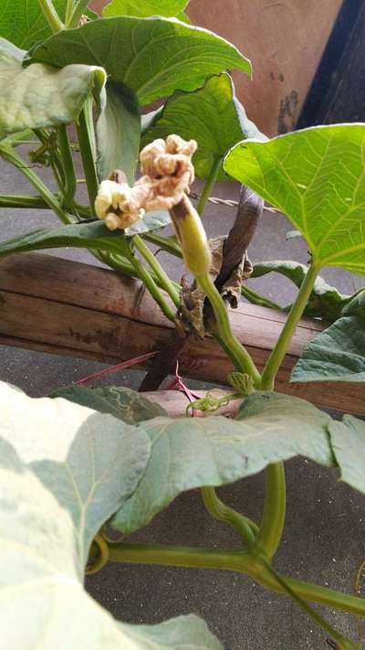 Leaf Miner Flies - Pumpkin