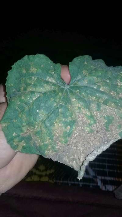 Downy Mildew of Cucurbits - الخيار