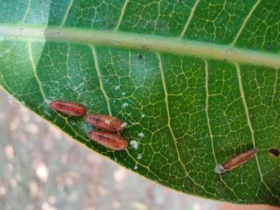 Mango Nut Weevil - Mango