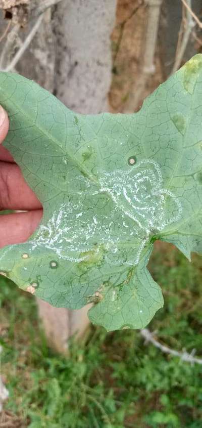 Whiteflies - Cabbage