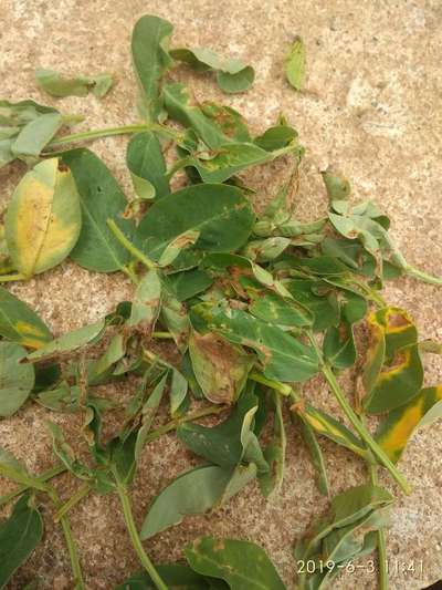 Leaf Miner Flies - Peanut