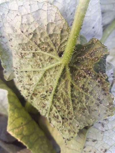 Aphids - Cucumber