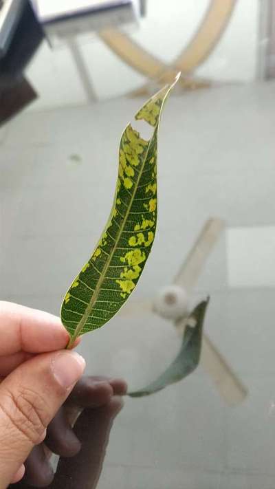 Mango Shoot Psyllid - Mango