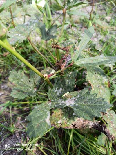 Leaf Miner Flies - Okra