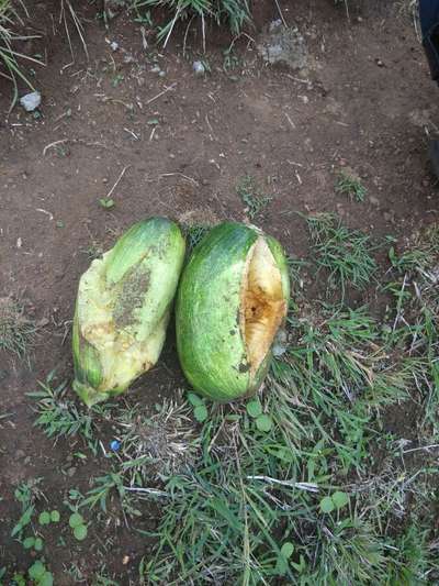 Boron Deficiency - Pumpkin