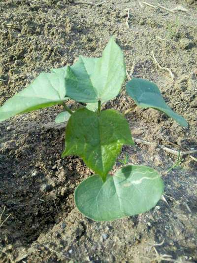 Spider Mites - Cotton