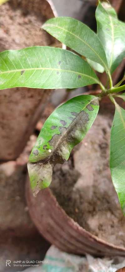 Bacterial Black Spot of Mango - Mango