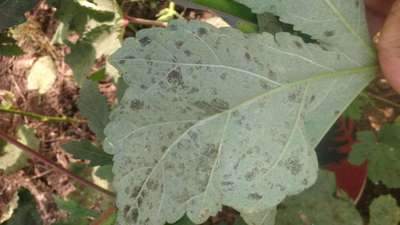 Cercospora Leaf Spot of Legumes - Okra