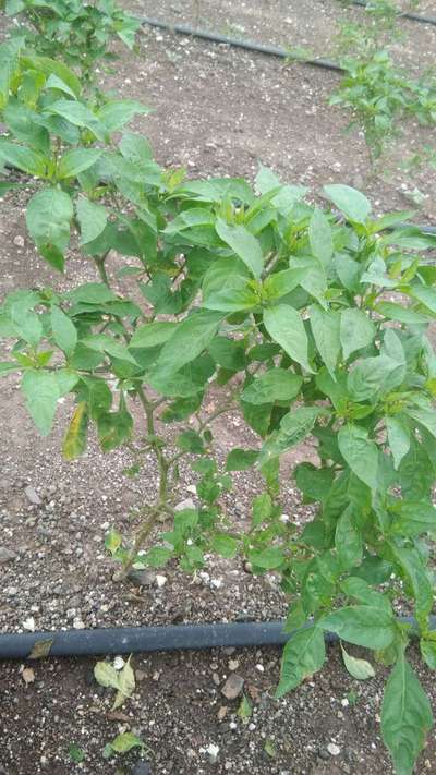 Chilli Cercospora Leaf Spot - Capsicum & Chilli