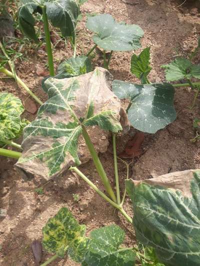 Downy Mildew of Cucurbits - Pumpkin