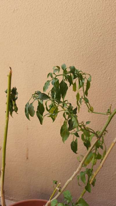 Spider Mites - Capsicum & Chilli