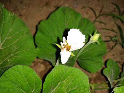 Melon Fruit Fly - Pumpkin