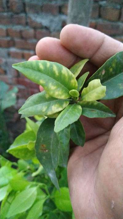 Citrus Greening Disease - Citrus