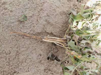 Ashy Stem Blight of Bean - Peanut