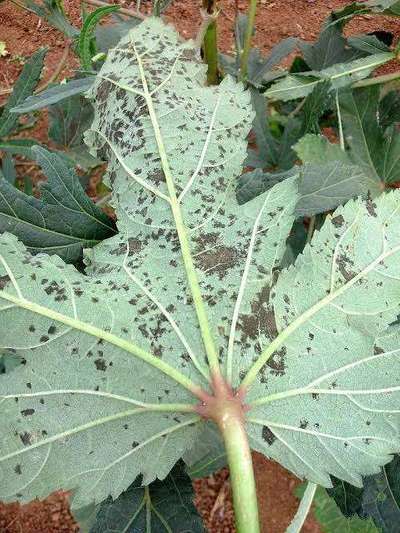 Cercospora Leaf Spot of Okra - Okra