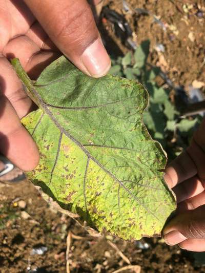 Cercospora Leaf Spot of Eggplant - Brinjal