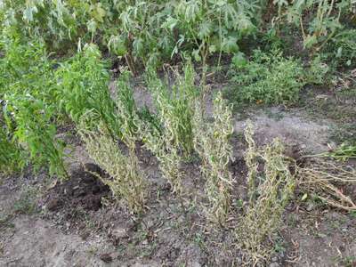 Verticillium Wilt - Capsicum & Chilli