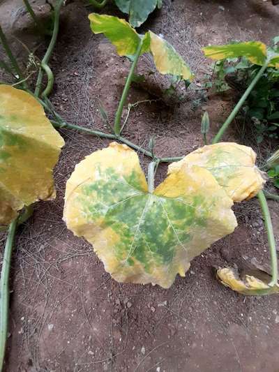 Potassium Deficiency - Pumpkin