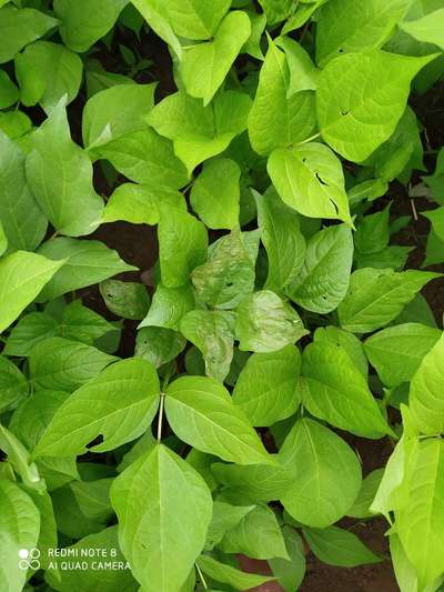 Leaf Variegation - Black & Green Gram