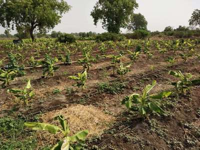 Calcium Deficiency - Banana