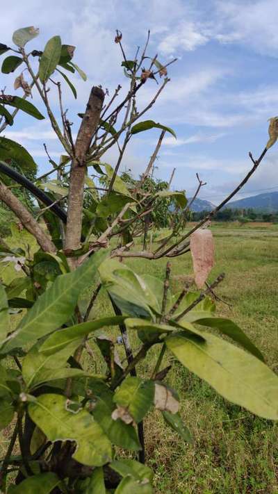 Mango Shoot Borer - Mango