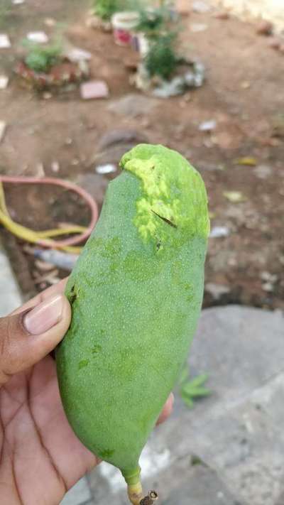 Boron Deficiency - Mango