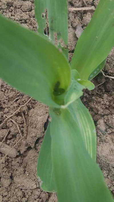 Fall Armyworm - Maize