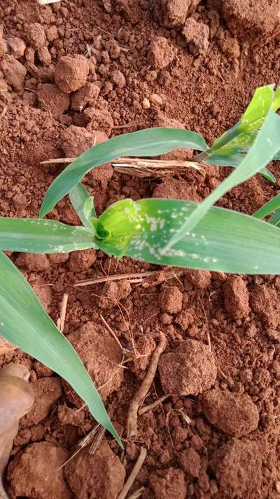 ಥ್ರಿಪ್ಸ್ ನುಸಿ - ಮೆಕ್ಕೆ ಜೋಳ