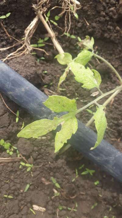 Traça do tomateiro - Tomate