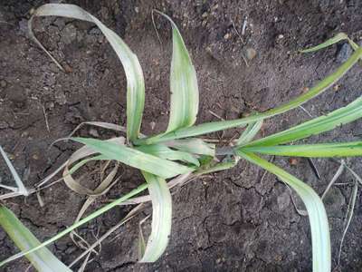 தழைச்சத்து பற்றாக்குறை - கரும்பு