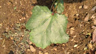 Spider Mites - Okra