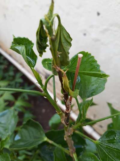 Aphids - Capsicum & Chilli