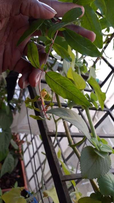 Aphids - Pomegranate