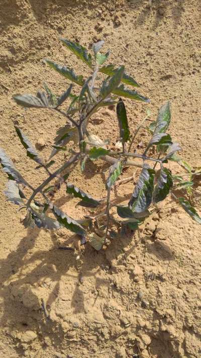 Phosphorus Deficiency - Tomato