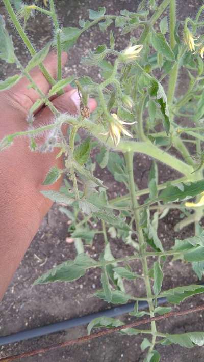 Leaf Curl in Tomato - Tomato