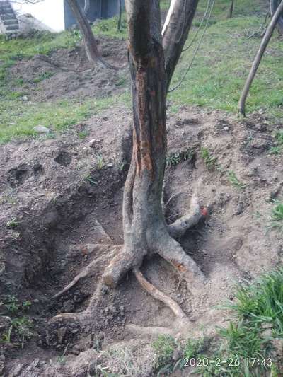 Fruit Tree Bark Beetle - Apple