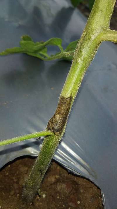 Early Blight - Tomato