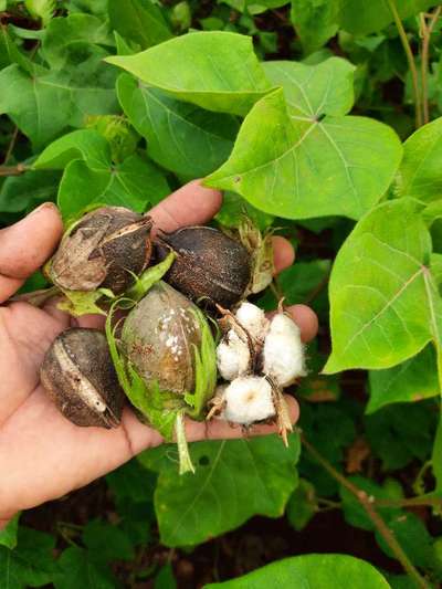 பருத்தியின் விதைப்புள்ளி நோய் - பருத்தி