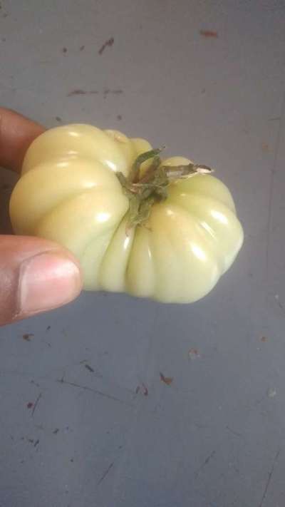 Boron Deficiency - Tomato