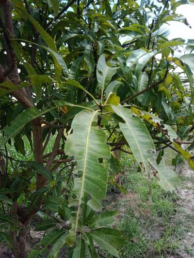 ತಂಬಾಕು ಕ್ಯಾಟರ್ಪಿಲ್ಲರ್ - ಮಾವು