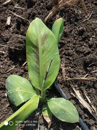 Tobacco Caterpillar - Banana