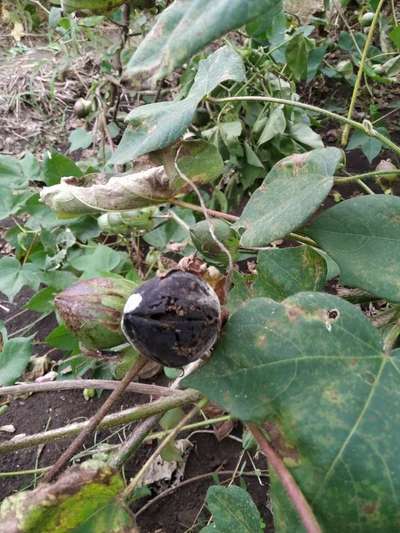 Anthracnose of Cotton - Cotton