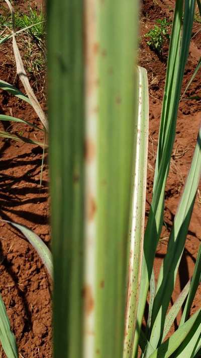 Eyespot of Sugarcane - Sugarcane