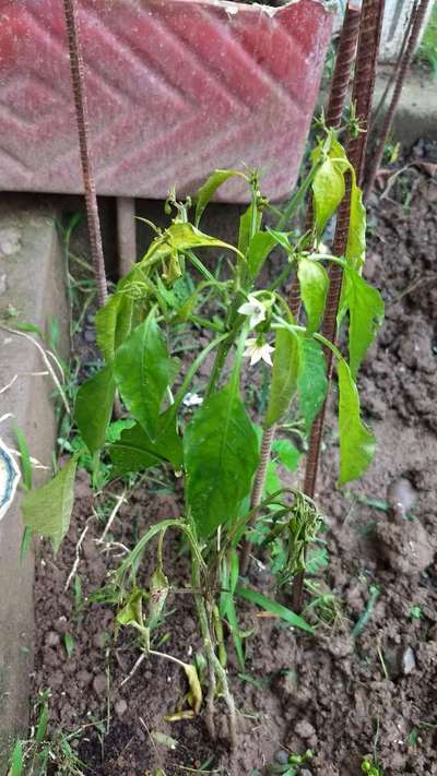 Foot and Collar Rot - Capsicum & Chilli