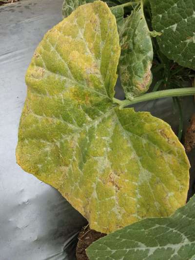 Downy Mildew of Cucurbits - Pumpkin