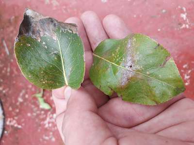 Downy Mildew - Pear