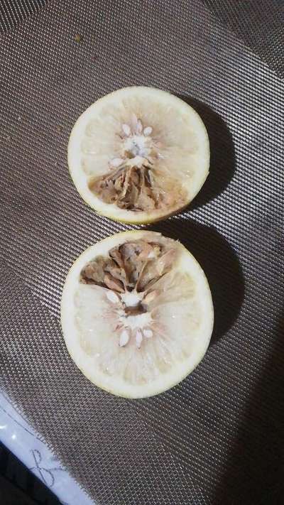 Boron Deficiency - Citrus