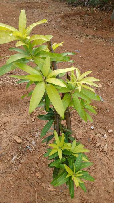 Iron Deficiency - Mango